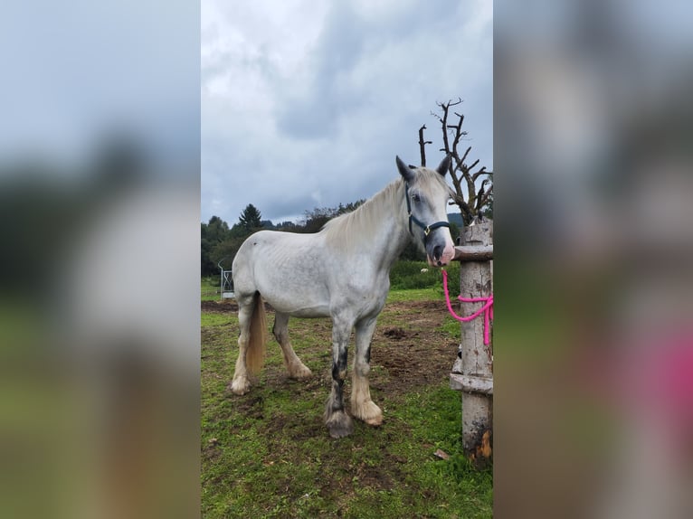 Shire Horse Stute 4 Jahre 177 cm Schimmel in Ried im Innkreis