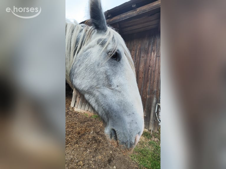 Shire Horse Stute 4 Jahre 179 cm Schimmel in Eferding