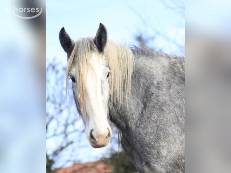 Shire Horse Stute 4 Jahre 179 cm Schimmel in Eferding