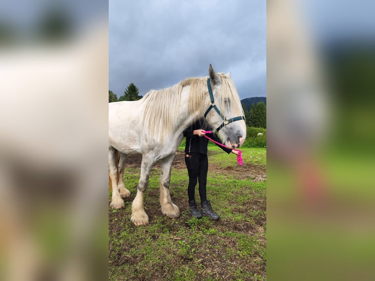 Shire Horse Stute 4 Jahre 180 cm Schimmel in Ried im Innkreis