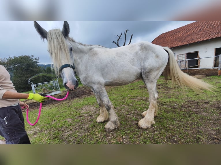 Shire Horse Stute 4 Jahre 180 cm Schimmel in Ried im Innkreis