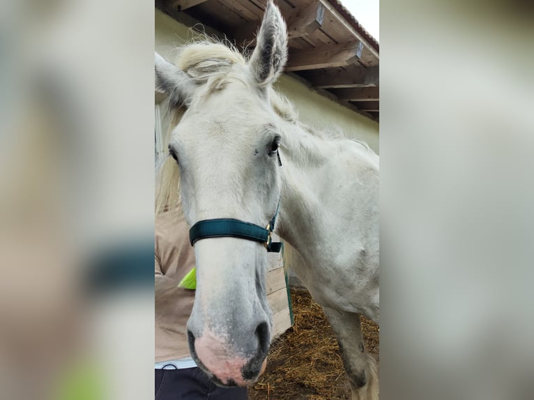Shire Horse Stute 4 Jahre 180 cm Schimmel in Ried im Innkreis