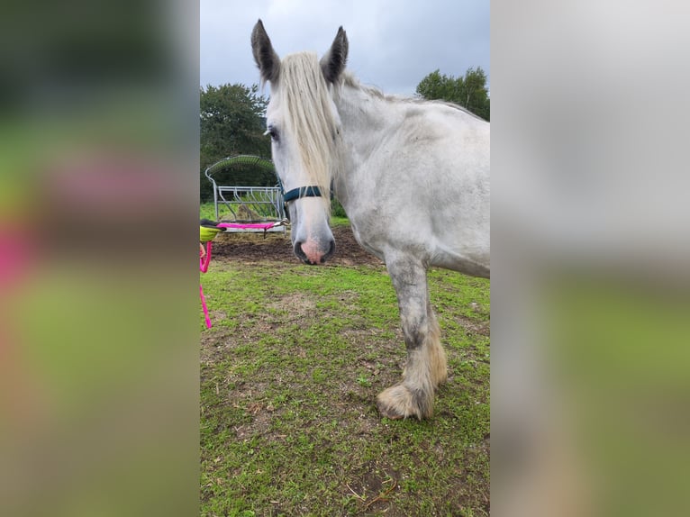 Shire Horse Stute 4 Jahre 180 cm Schimmel in Ried im Innkreis