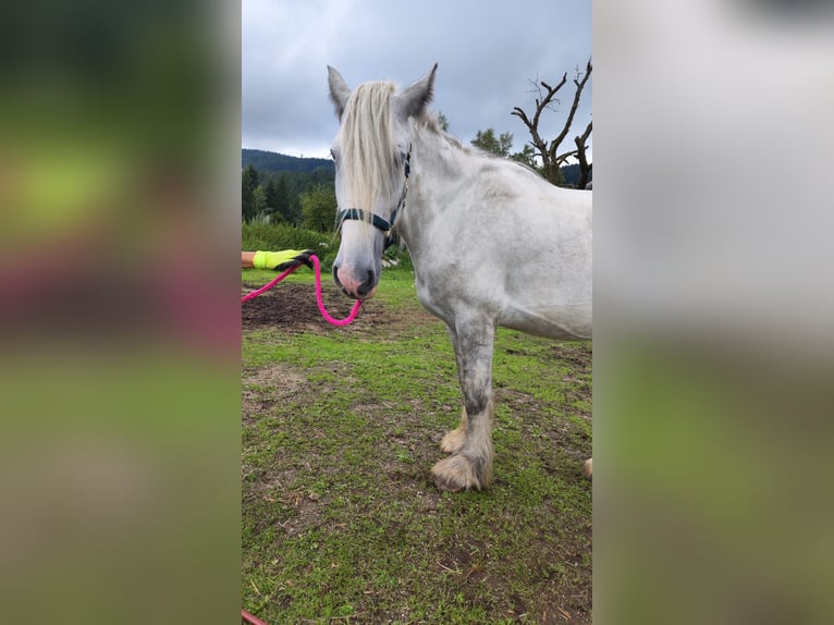 Shire Horse Stute 4 Jahre 180 cm Schimmel in Ried im Innkreis
