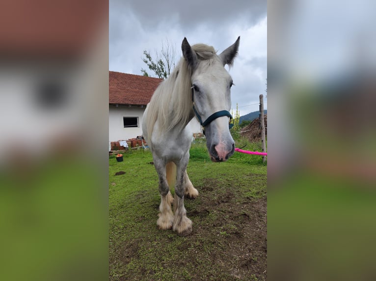 Shire Horse Stute 4 Jahre 180 cm Schimmel in Ried im Innkreis