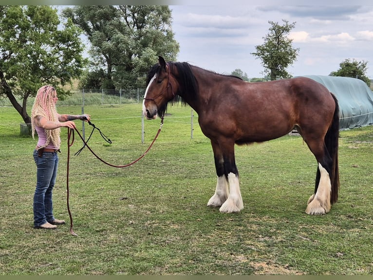 Shire Horse Stute 4 Jahre 186 cm Brauner in Ziethen Shire Horse Stute 4 Jahre 186 cm Brauner in Ziethen