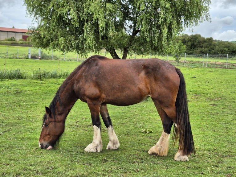 Shire Horse Stute 4 Jahre 186 cm Brauner in Ziethen Shire Horse Stute 4 Jahre 186 cm Brauner in Ziethen