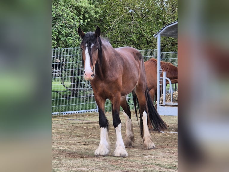 Shire Horse Stute 4 Jahre 186 cm Brauner in Ziethen Shire Horse Stute 4 Jahre 186 cm Brauner in Ziethen