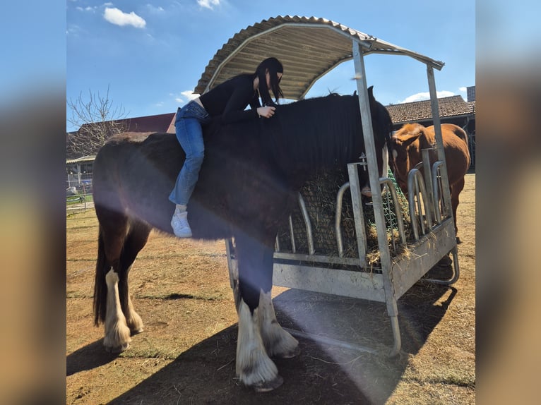 Shire Horse Stute 4 Jahre 186 cm Brauner in Ziethen Shire Horse Stute 4 Jahre 186 cm Brauner in Ziethen
