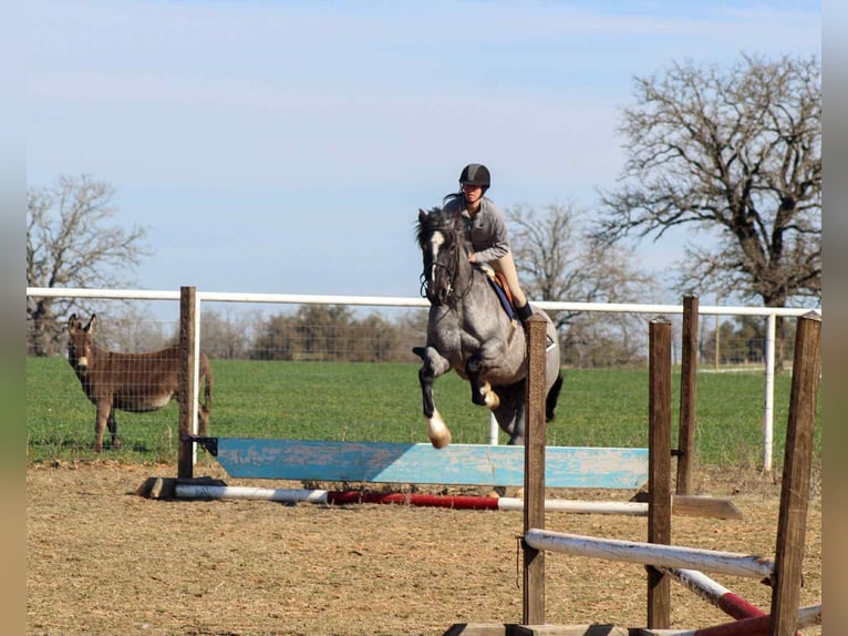 Shire Horse Stute 5 Jahre 157 cm Roan-Blue in stephenville TX