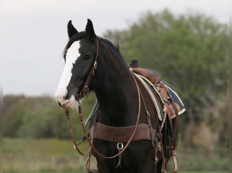 Shire Horse Mix Stute 5 Jahre 163 cm Rappe in Stephenville