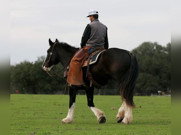 Shire Horse Mix Stute 5 Jahre 163 cm Rappe in Stephenville