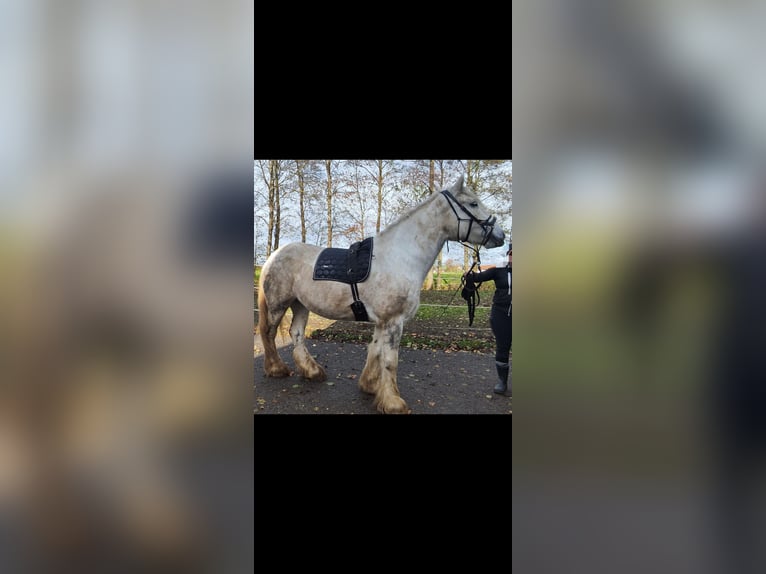 Shire Horse Stute 5 Jahre 170 cm Apfelschimmel in Freilassing