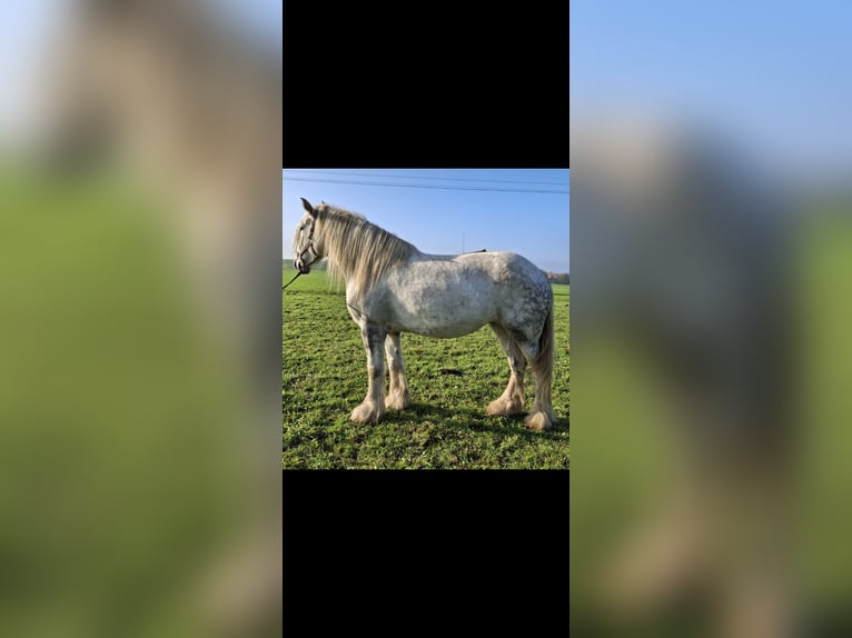 Shire Horse Stute 5 Jahre 170 cm Apfelschimmel in Freilassing