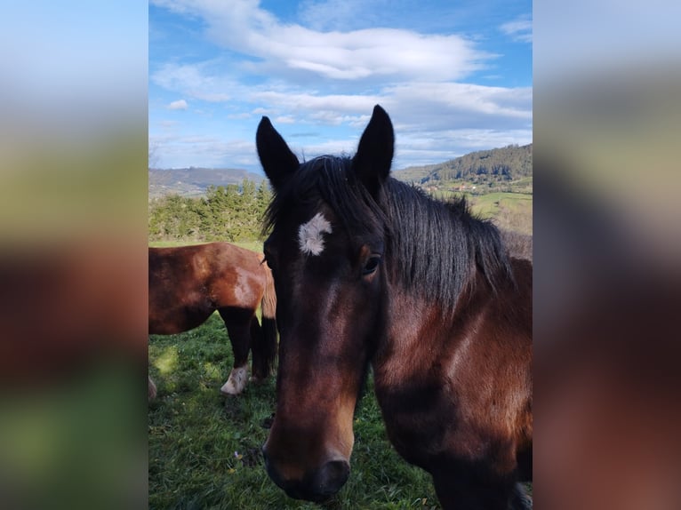Shire Horse Mix Stute 5 Jahre 174 cm Dunkelbrauner in Villaviciosa-Asturien