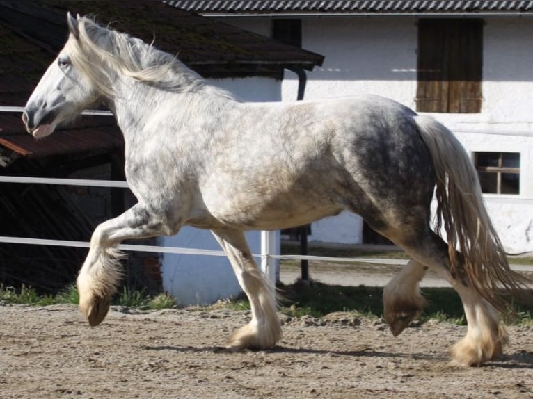 Shire Horse Stute 5 Jahre 175 cm Apfelschimmel in Bad Füssing