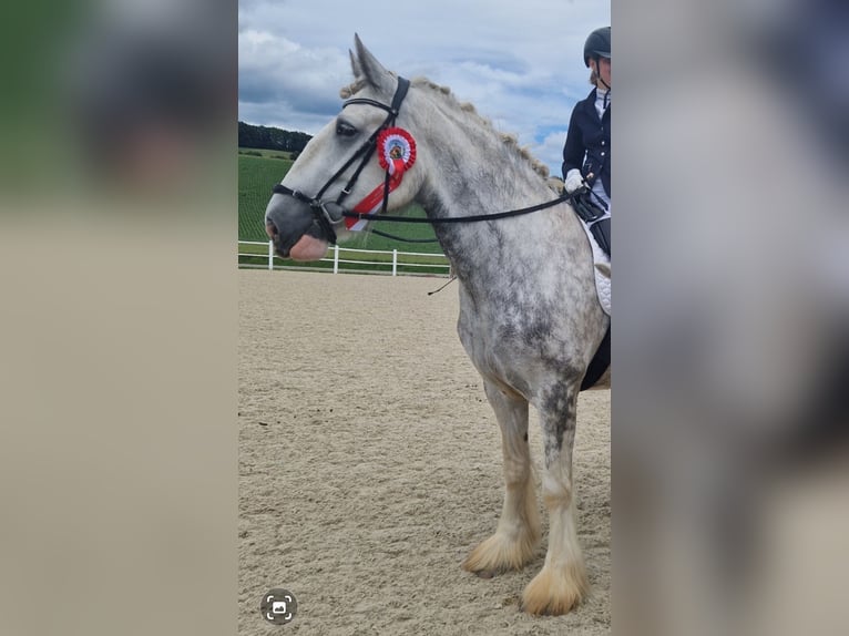 Shire Horse Stute 5 Jahre 175 cm Apfelschimmel in Bayern