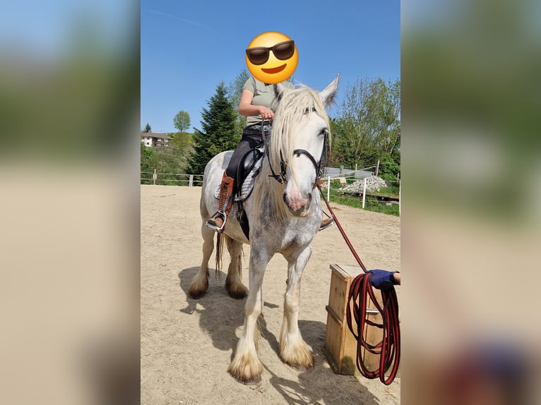 Shire Horse Stute 5 Jahre 175 cm Apfelschimmel in Bayern