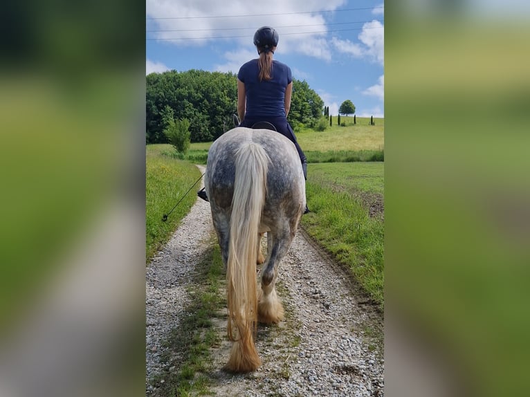 Shire Horse Stute 5 Jahre 175 cm Apfelschimmel in Bayern