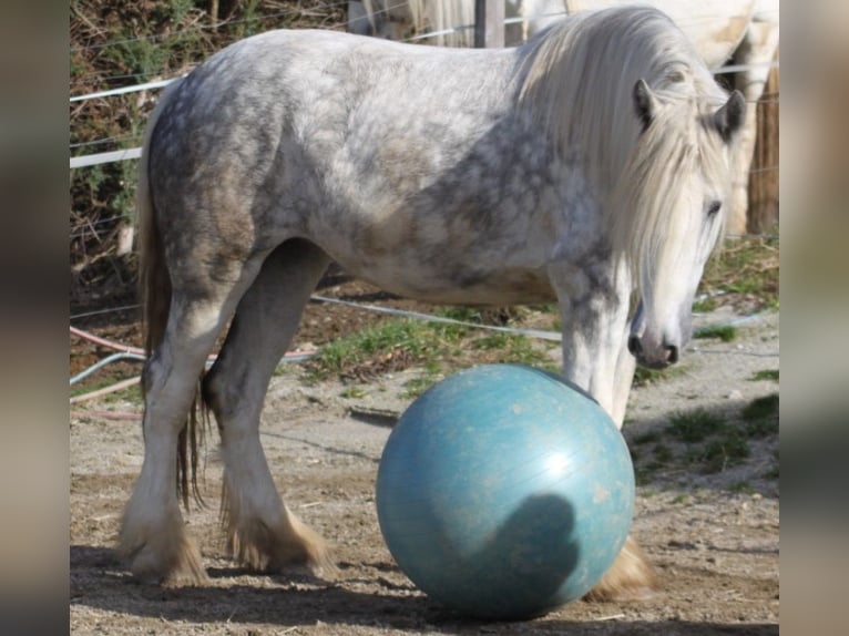 Shire Horse Stute 5 Jahre 175 cm Apfelschimmel in Bayern