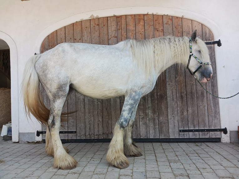 Shire Horse Stute 5 Jahre 180 cm Schimmel in Ried im Innkreis