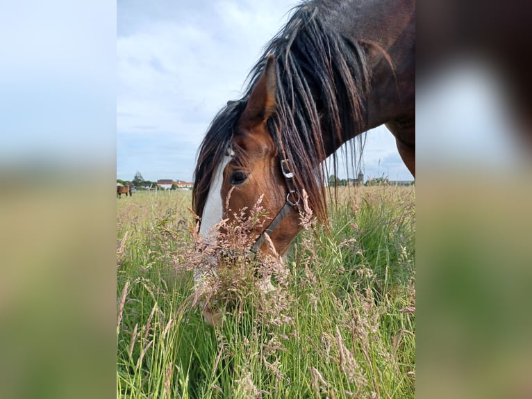 Shire Horse Stute 5 Jahre 184 cm Brauner in Düren