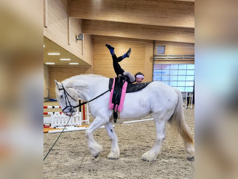Shire Horse Stute 5 Jahre 184 cm Schimmel in W&#xE4;denswil