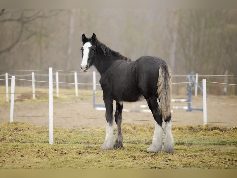 Shire Horse Stute 5 Jahre 185 cm Rappe in Resko