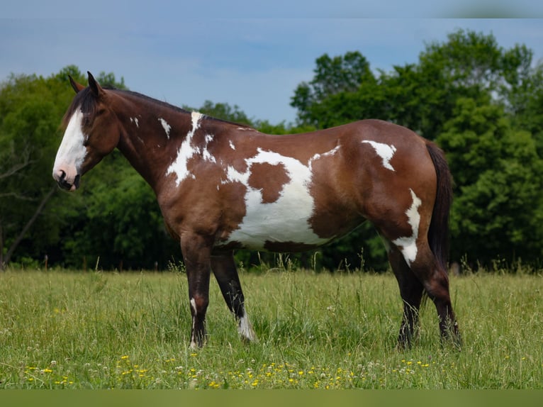 Shire Horse Mix Stute 5 Jahre Schecke in Baxter Springs