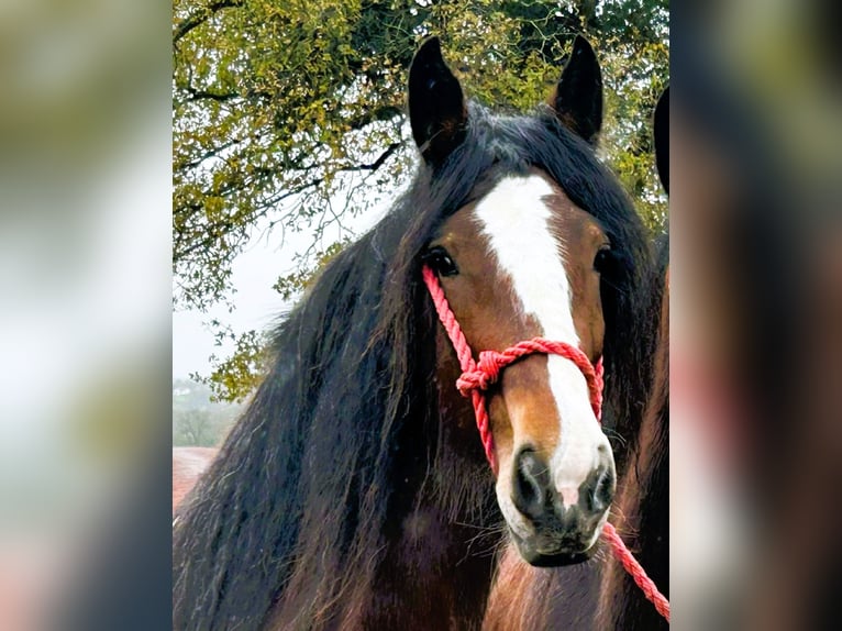 Shire Horse Stute 5 Jahre in whitegate