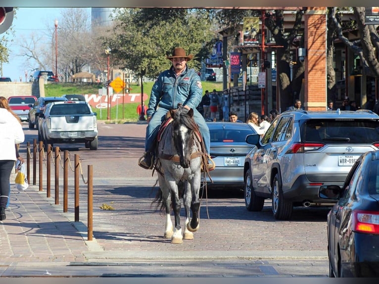 Shire Horse Stute 6 Jahre 157 cm Roan-Blue in stephenville TX