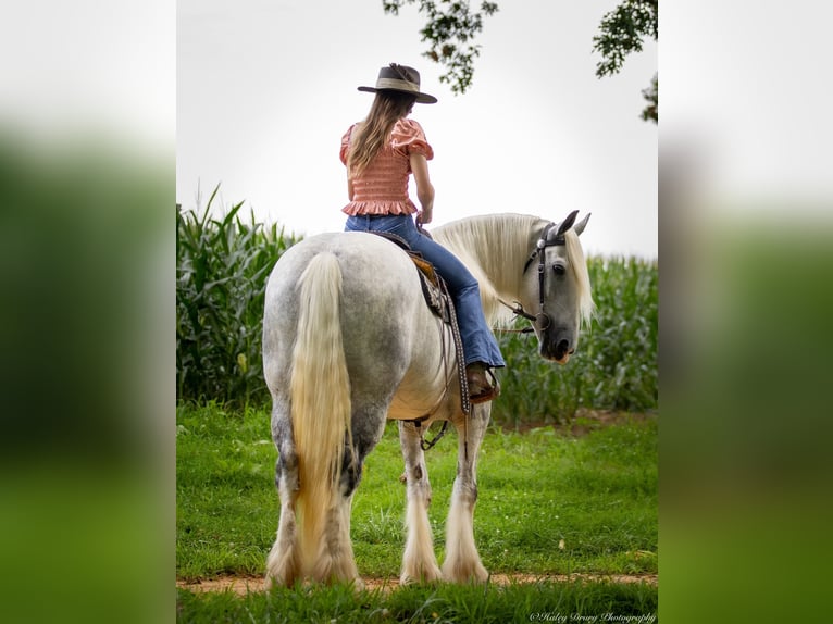 Shire Horse Stute 6 Jahre 163 cm Schimmel in Elkton, KY