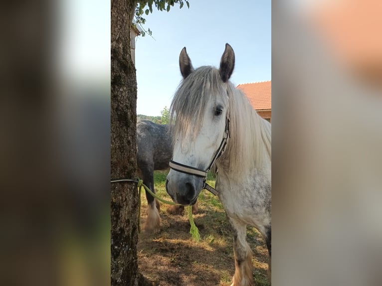 Shire Horse Stute 6 Jahre 175 cm Apfelschimmel in Polsenz