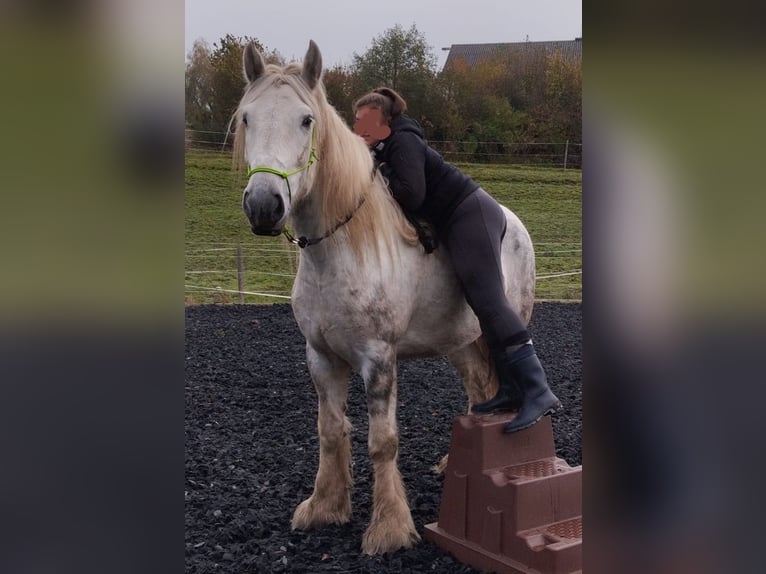 Shire Horse Stute 6 Jahre 175 cm Apfelschimmel in Polsenz
