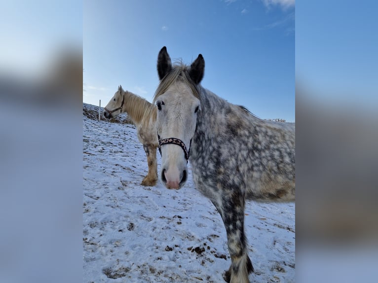 Shire Horse Stute 6 Jahre 180 cm Apfelschimmel in Bad Füssing