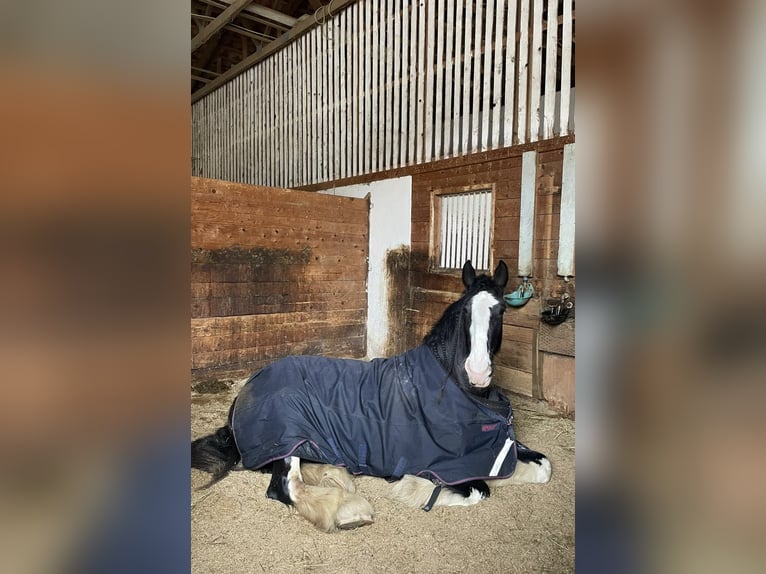 Shire Horse Stute 6 Jahre 180 cm Rappe in Passau