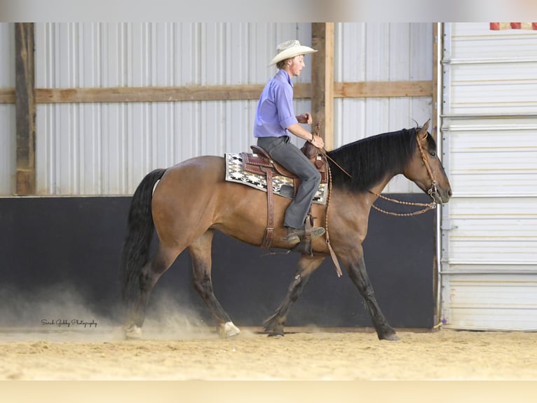 Shire Horse Mix Stute 6 Jahre Falbe in Oelwein