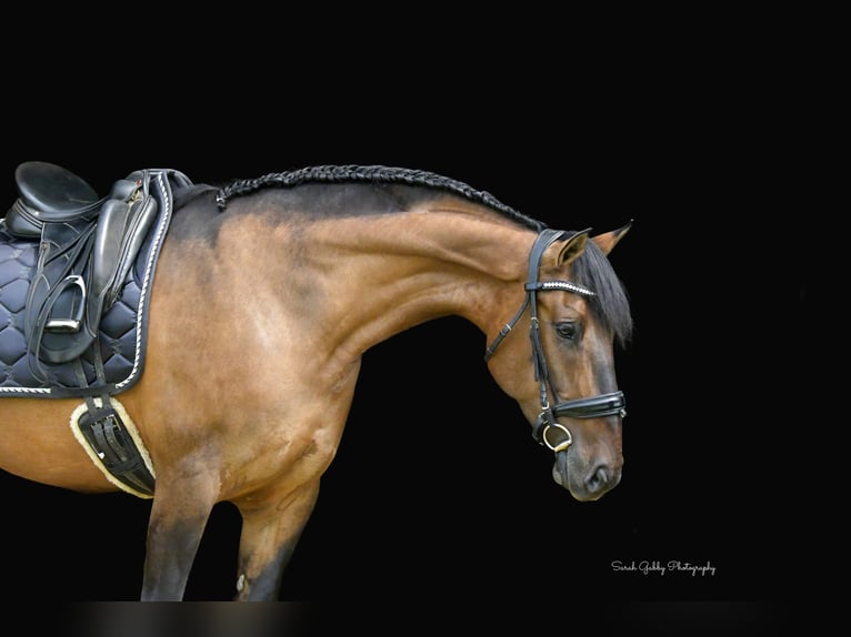 Shire Horse Mix Stute 6 Jahre Falbe in Oelwein