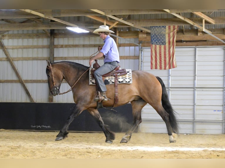 Shire Horse Mix Stute 6 Jahre Falbe in Oelwein