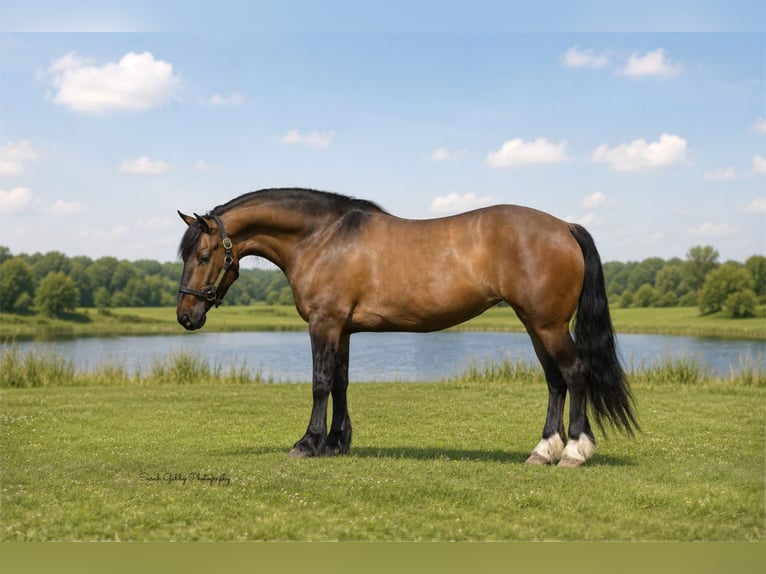 Shire Horse Mix Stute 6 Jahre Falbe in Oelwein