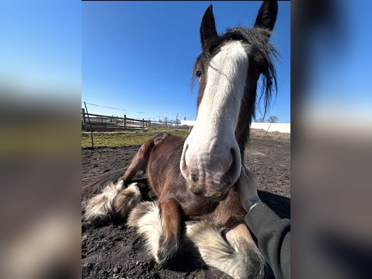 Shire Horse Stute 7 Jahre 170 cm Brauner in Biberach an der Riß Bergerhausen