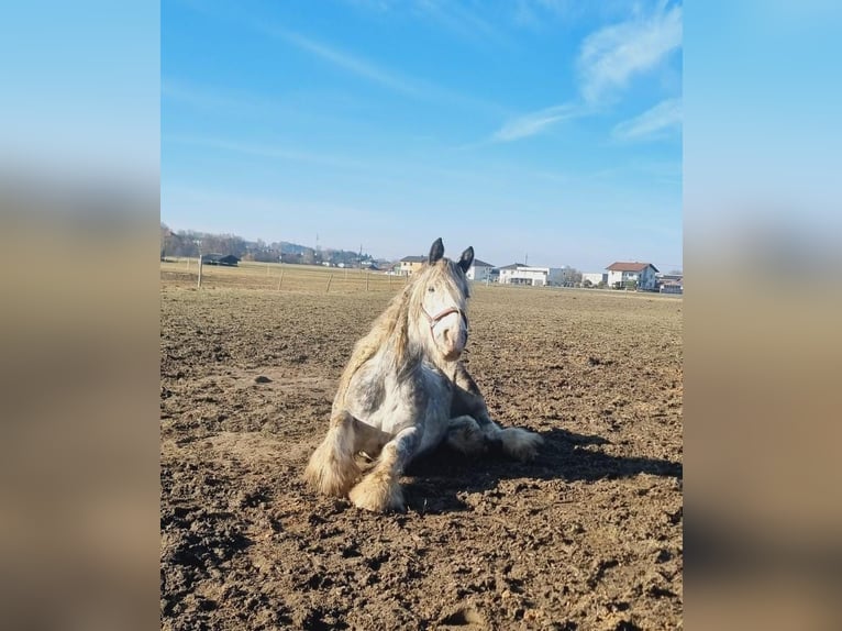 Shire Horse Stute 7 Jahre 171 cm Schimmel in Ried im Innkreis Shire Horse Stute 7 Jahre 171 cm Schimmel in Ried im Innkreis