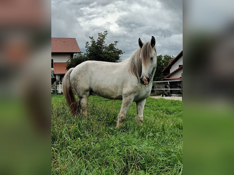 Shire Horse Stute 7 Jahre 173 cm Schimmel in Bad Füssing
