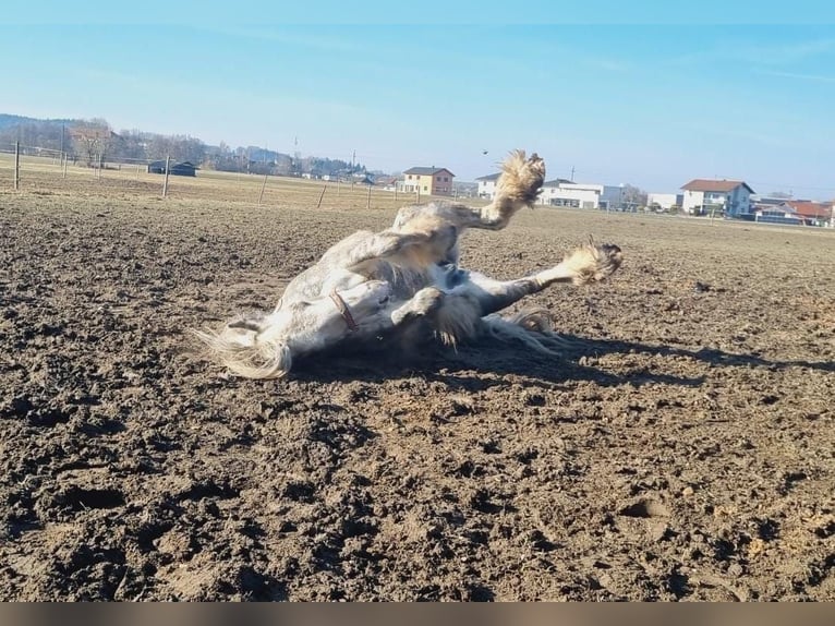 Shire Horse Stute 8 Jahre 171 cm Schimmel in Ried im Innkreis