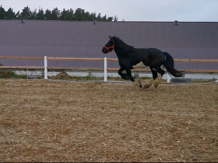 Shire Horse Stute 8 Jahre 178 cm Rappe in KIELNO