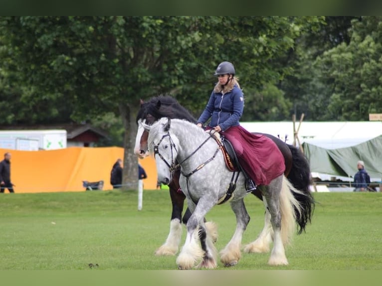 Shire Horse Stute 8 Jahre 182 cm Schimmel in Ebberup