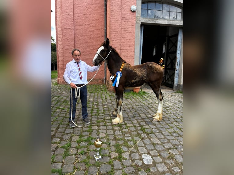 Shire Horse Stute Fohlen (01/2026) 180 cm Rappe in Erp