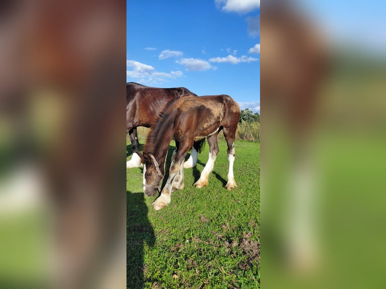 Shire Horse Stute Fohlen (01/2026) 180 cm Rappe in Erp