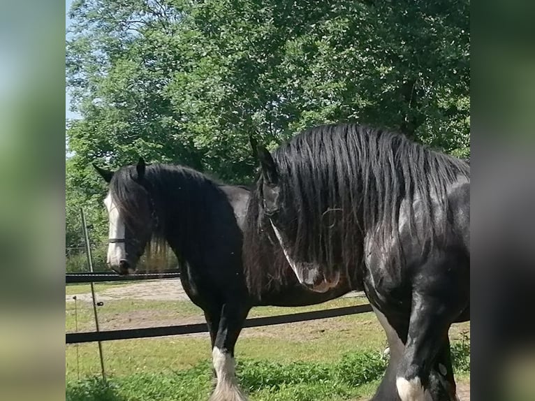 Shire Horse Stute Fohlen (08/2026) 185 cm Schimmel in Langenhorn