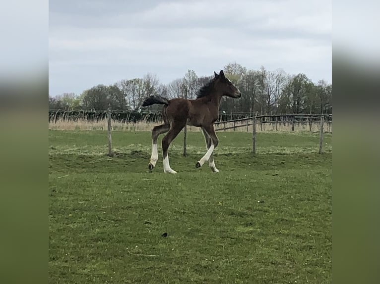 Shire Horse Mix Stute Fohlen (04/2026) Brauner in Haselau